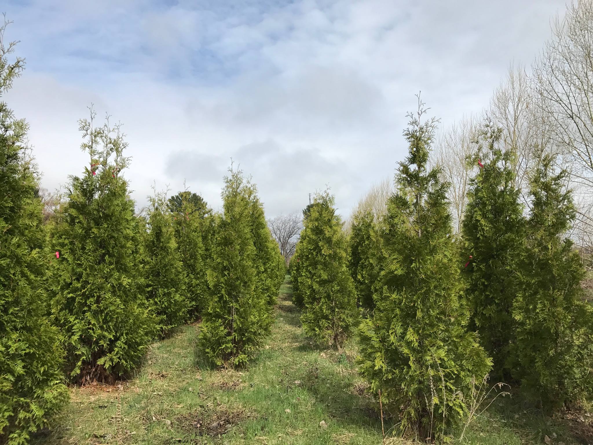 C&egrave;dres &eacute;parses