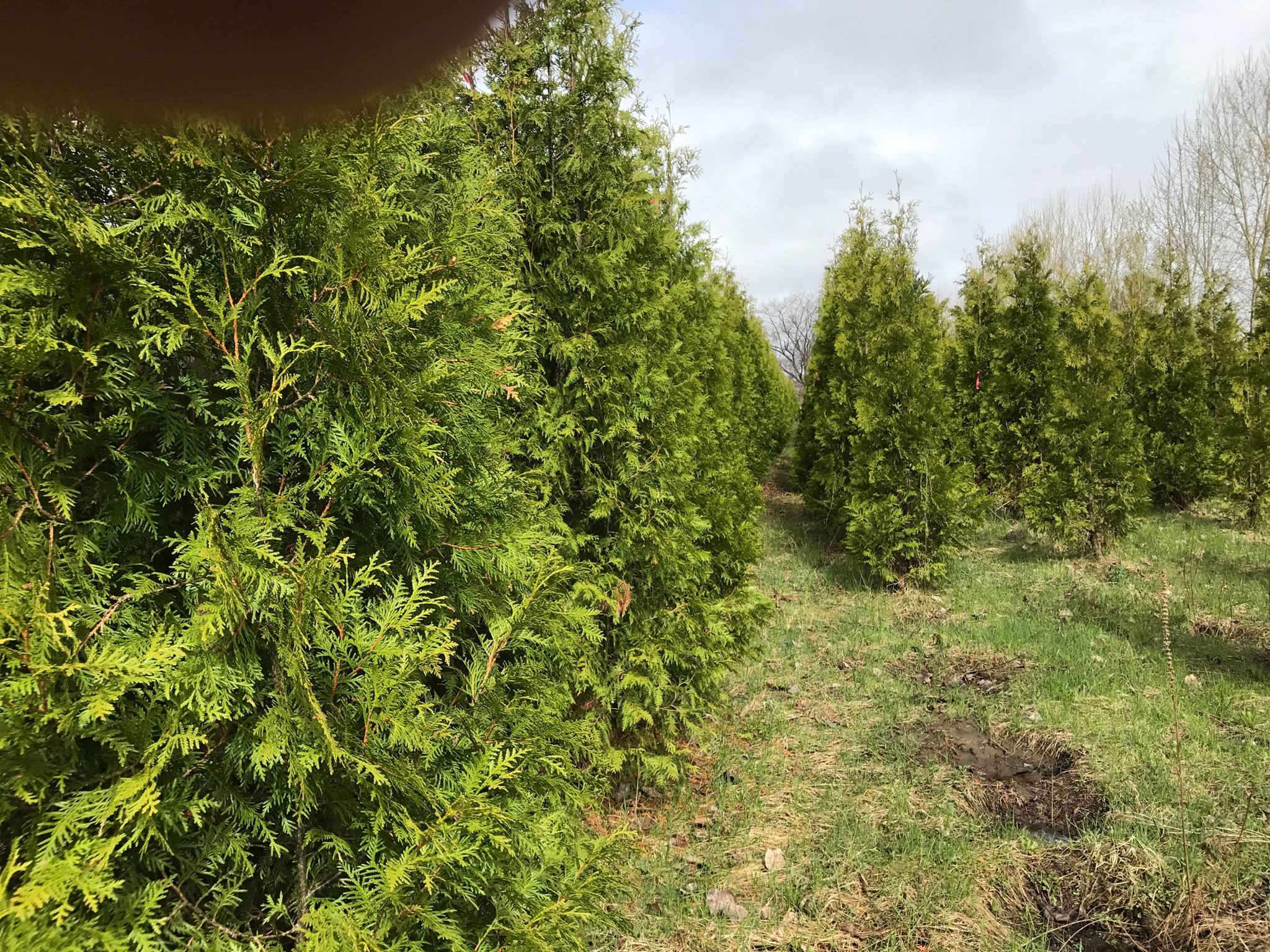 Trous de pr&eacure;l&egrave;vement